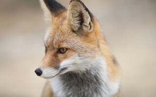 Лиса – описание, виды, где обитает