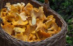 Грибы лисички — описание, когда появляются