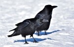 Ворон — сколько может прожить?