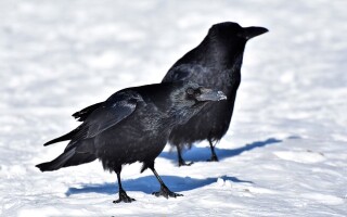 Ворон — сколько может прожить?