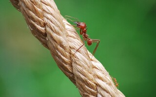 Муравей — описание, виды, особенности