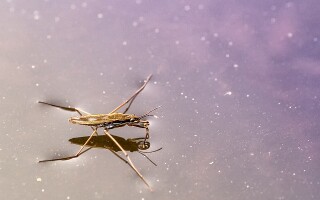 Насекомые мира – описание, виды