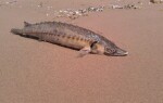 Осетр — описание, строение, характеристика