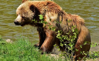 Медведь — описание, виды
